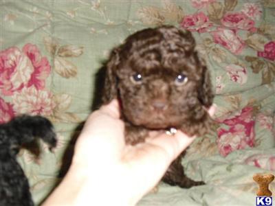 Puppies in Bluffton